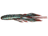 Jackall Waver Shrimp